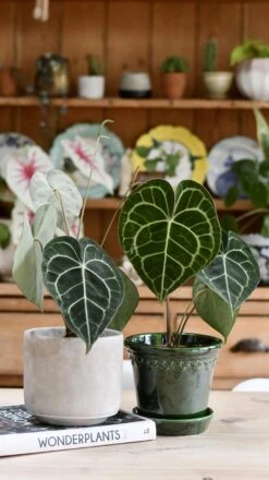 Anthurium Clarinervium (Giant Laceleaf Plant) 19 Anthurium Clarinervium (Giant Laceleaf Plant) -Plant Sale Store 98bb8d 9c1749e5c38144e9893ebca284832afc mv2