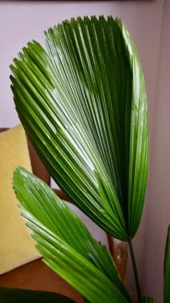 Licuala Grandis Palm 9 Licuala Grandis Palm -Plant Sale Store 98bb8d 9c341592e92e46baa79ce2243e925710 mv2