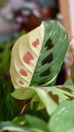 Variegated Maranta Leuconeura Kercho *rare* -Plant Sale Store 98bb8d 9c6a1f46a65a40b9b9b06ced1eea274b mv2