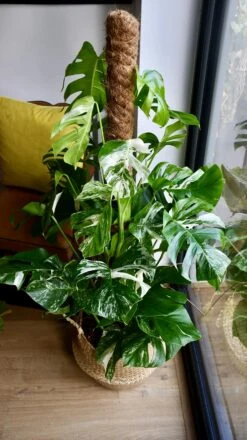 XL Variegated Monstera 9 XL Variegated Monstera -Plant Sale Store 98bb8d 9cbfdae685594559adec3406af64b562 mv2