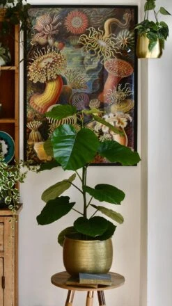 Ficus Umbellata 15 Ficus Umbellata -Plant Sale Store 98bb8d 9df993281825441d9a5a52cf94e32d00 mv2