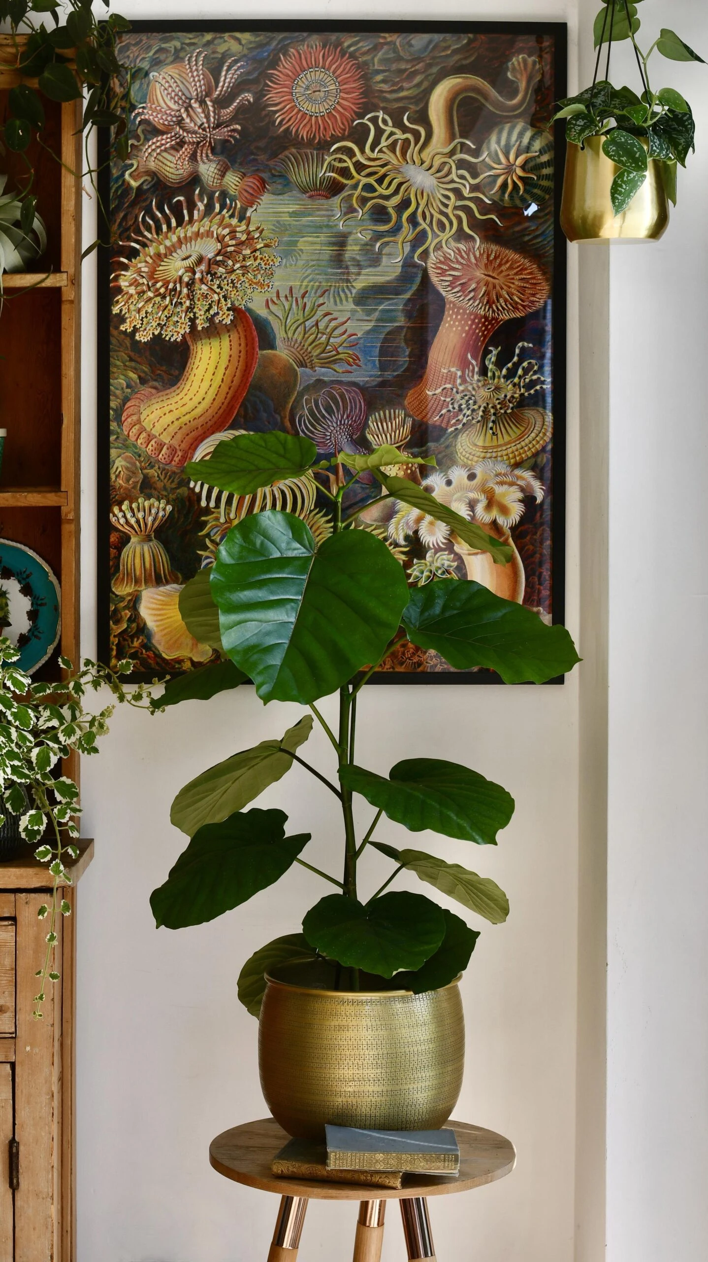 Ficus Umbellata 8 Ficus Umbellata - Image 8