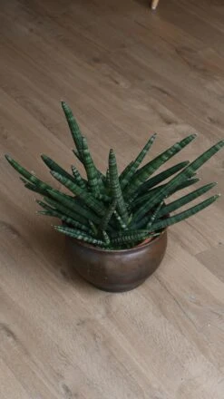 Sansevieria Cylindrica | Cylindrical Snake Plant -Plant Sale Store 98bb8d 9ed5f899a7464cc484cabcdc40ebedb6 mv2