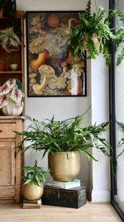 XL Aglomorpha Coronans - Snake Leaf Fern 9 XL Aglomorpha Coronans - Snake Leaf Fern -Plant Sale Store 98bb8d 9f075e29abf041f79e5fefedb5c7d5c2 mv2