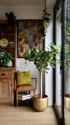 Ficus Benghalensis Audrey (Bengal Fig) -Plant Sale Store 98bb8d 9f646399320f4ba48078d17499cebb91 mv2