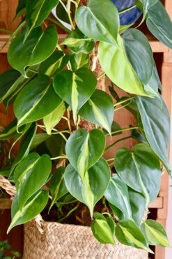 XL Philodendron Scandens Brasil -Plant Sale Store 98bb8d a0ed4cd77bda40899e42e01d90bc490a mv2 d 2848 4272 s 4 2