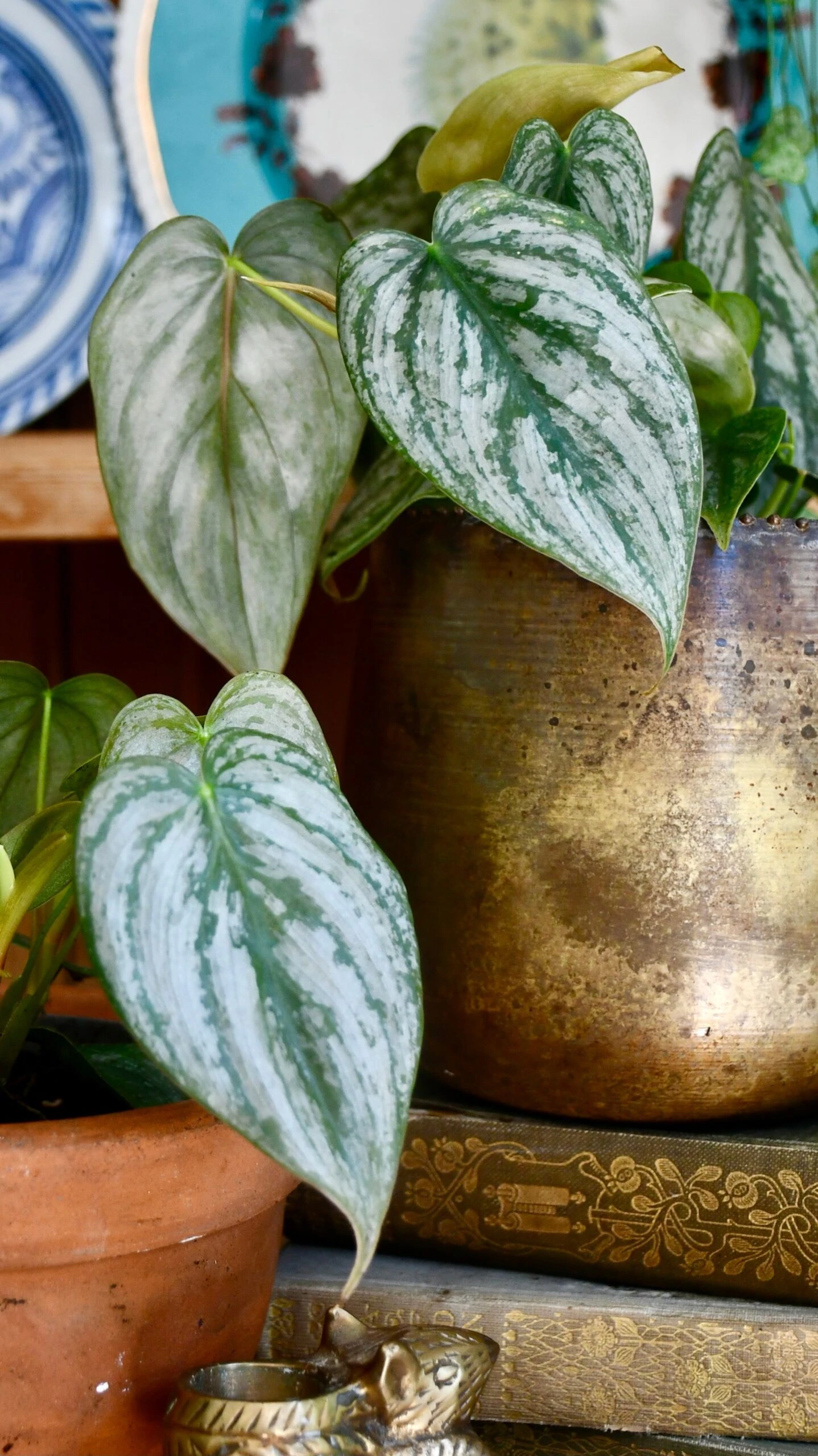 Philodendron Brandtianum On Moss Pole 3 Philodendron Brandtianum On Moss Pole - Image 3