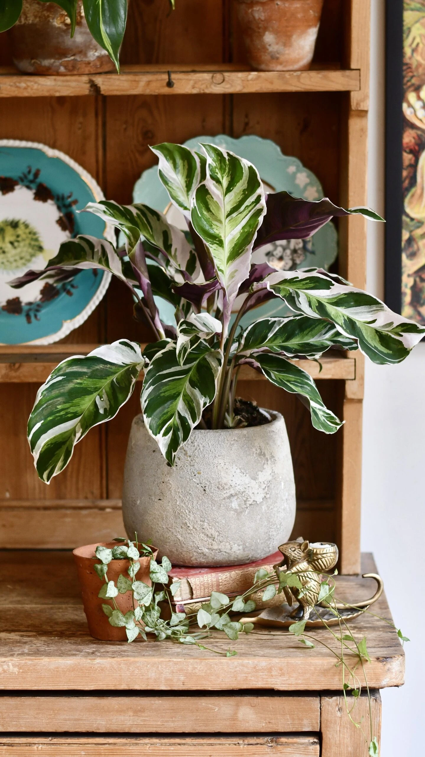 Calathea White Fusion 1 Calathea White Fusion