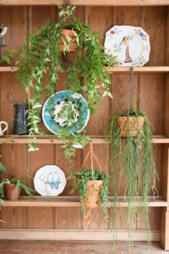 Hoya Linearis, Wax Plant -Plant Sale Store 98bb8d a2ee6670caab41a2862e3bd12a2d09d1 mv2 d 2848 4272 s 4 2