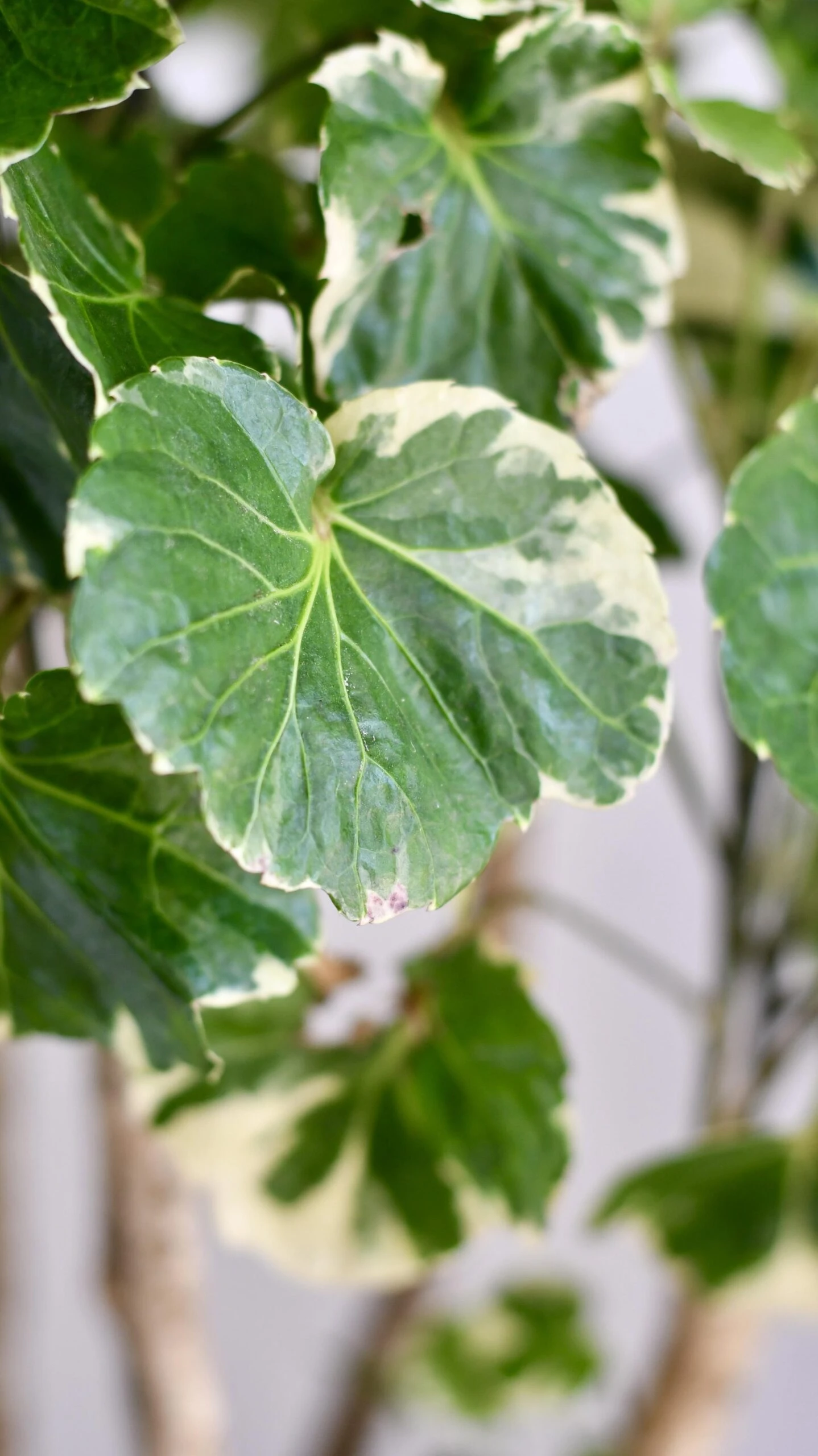 Polyscias Balfouriana | Aralia Balfour 2 Polyscias Balfouriana | Aralia Balfour - Image 2