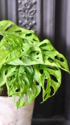 Monstera Obliqua - 'monkey Mask' 8 Monstera Obliqua - 'monkey Mask' -Plant Sale Store 98bb8d a5088f60d67543a3af5ab462ebd3f341 mv2