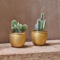 Tembesi Etched Planter Medium Brass -Plant Sale Store 98bb8d a51e9ee4f4bd4074a04cacb7584d25da mv2 28e465d4 4336 43a1 ac2d 9574b17bbe7b