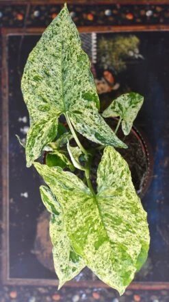 Syngonium Mottled | Mojito -Plant Sale Store 98bb8d a528e443dbe64efdb0e33b7a07902803 mv2