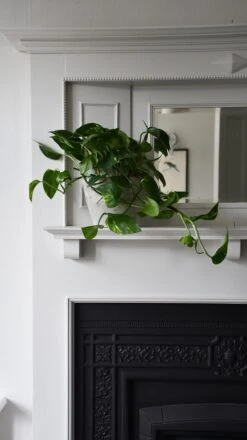 Epipremnum Aureum (Devils Ivy, Golden Pothos) -Plant Sale Store 98bb8d a57b7be7d5614bc2b32b5dca6fa60cd5 mv2