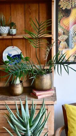 Philodendron Tortum *Rare* -Plant Sale Store 98bb8d a6163e3d2a884109a4bed9287235a1a8 mv2