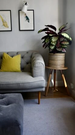 XL Calathea Rosea-picta Silvia -Plant Sale Store 98bb8d a73d2b4030914daeb4fea7766ff9b7d5 mv2