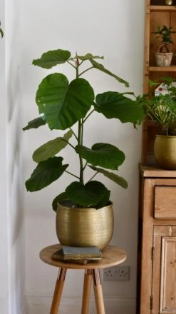 Ficus Umbellata 14 Ficus Umbellata -Plant Sale Store 98bb8d a796e8a9ad1c480da5b7ac7df5dd2602 mv2