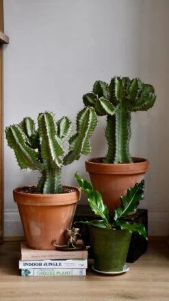 Euphorbia Cooperi -Plant Sale Store 98bb8d a7c40afe505848ad87bd69a576f92a1b mv2