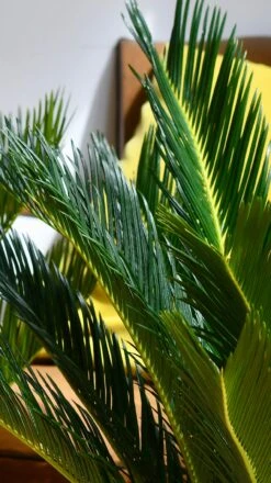 Cycas Revoluta - Sago Palm -Plant Sale Store 98bb8d a88fe705dce44e1d87523b4c833e0930 mv2