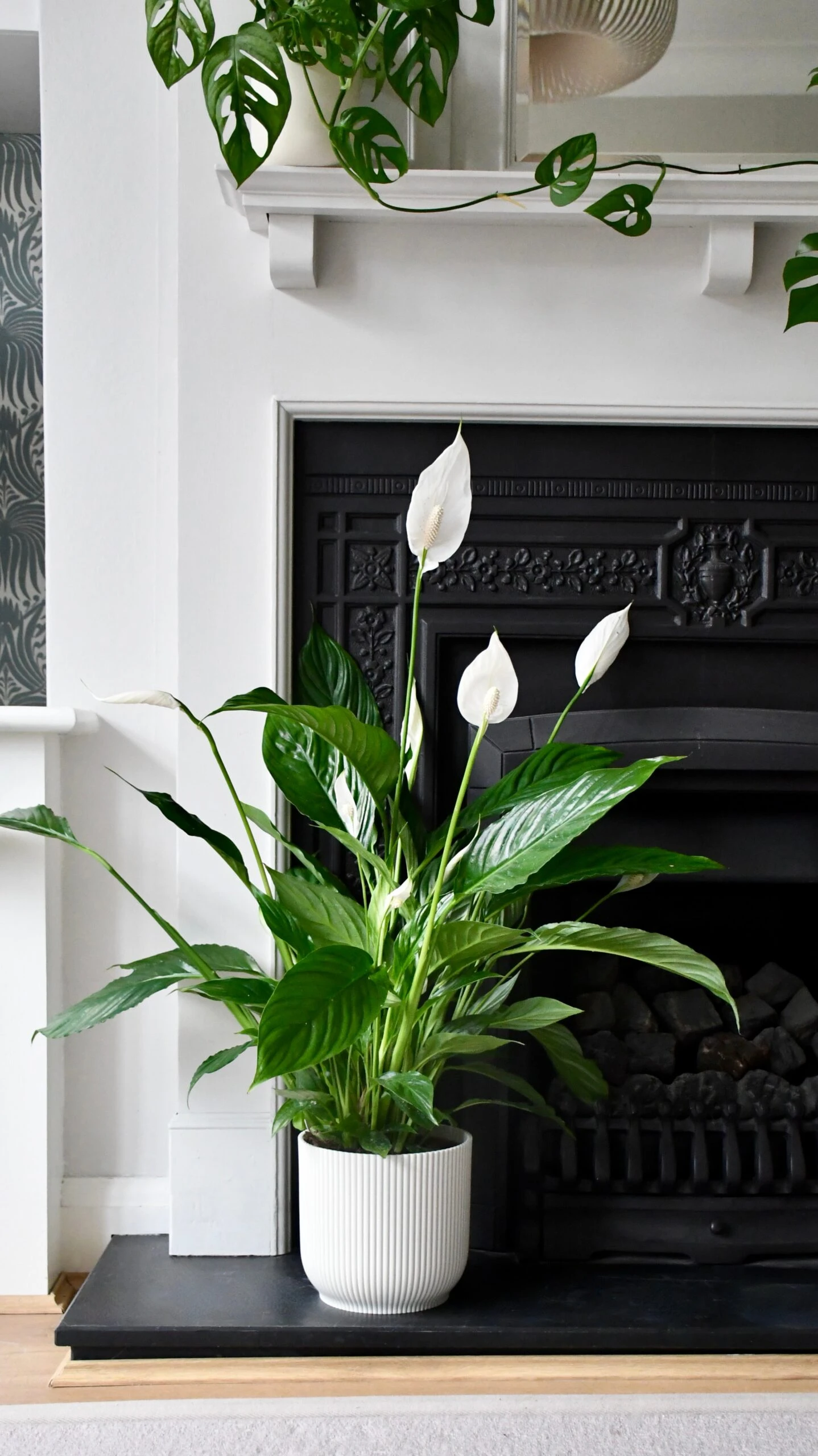 Spathiphyllum, Peace Lilly & Pot 1 Spathiphyllum, Peace Lilly & Pot