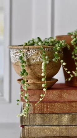 Variegated String Of Pearls -Plant Sale Store 98bb8d a94c2c93b1be4d1fa27419974ee8ada4 mv2