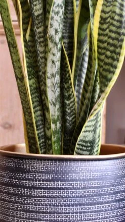 Sansevieria Trifasciata Laurentii & Brass Pot 7 Sansevieria Trifasciata Laurentii & Brass Pot -Plant Sale Store 98bb8d a9f107b85e0947818e2a176e9f4bf9b3 mv2