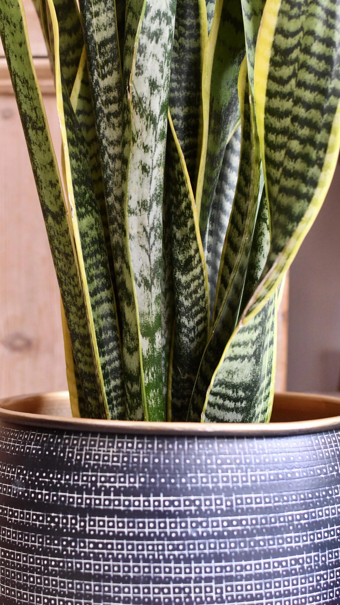 Sansevieria Trifasciata Laurentii & Brass Pot 3 Sansevieria Trifasciata Laurentii & Brass Pot - Image 3