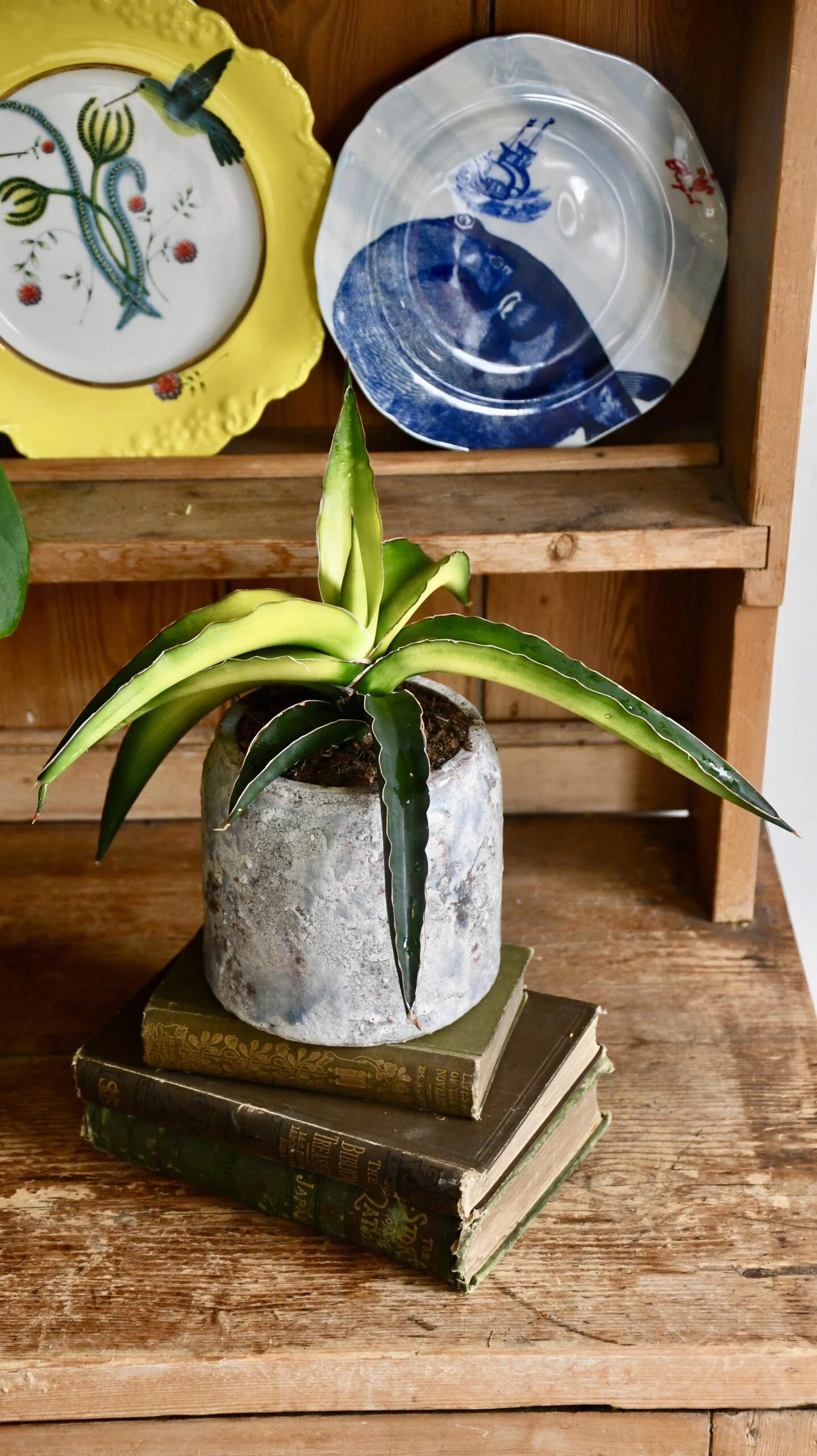 Star Canary Sansevieria 2 Star Canary Sansevieria - Image 2