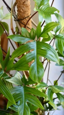 Philodendron Pedatum 6 Philodendron Pedatum -Plant Sale Store 98bb8d ab75d33fbcbe40a88028ea83de9166c9 mv2