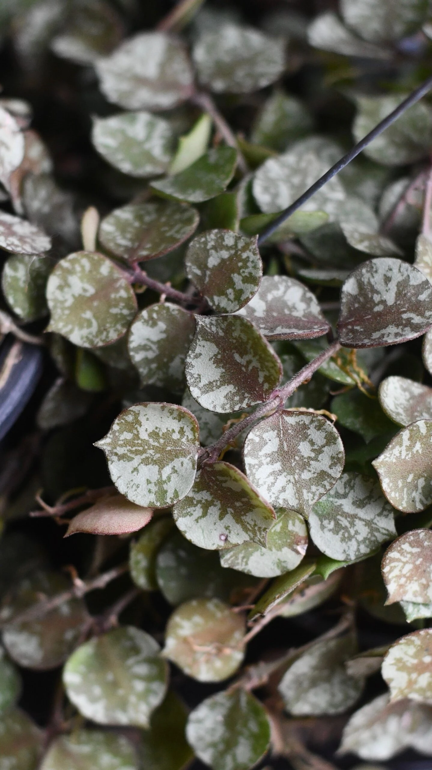 Hoya Curtisii, Wax Flower, Porcelain Flower 2 Hoya Curtisii, Wax Flower, Porcelain Flower - Image 2