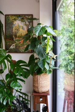 Philodendron Scandens On Moss Pole - Heart Leaf - Sweetheart Plant