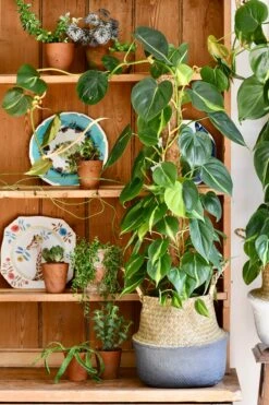 Philodendron Scandens Brasil 6 Philodendron Scandens Brasil -Plant Sale Store 98bb8d ad3110a07584484ab725e9a2a73adb07 mv2 d 2786 4179 s 4 2