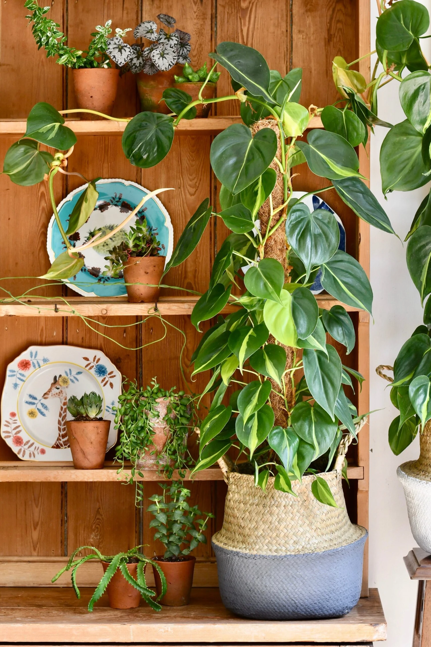 Philodendron Scandens Brasil 3 Philodendron Scandens Brasil - Image 3