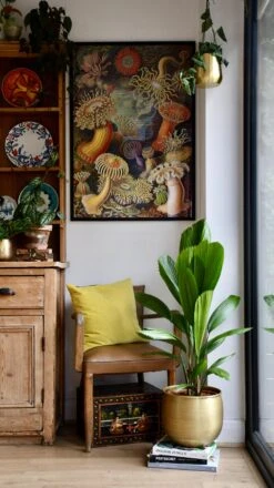 Licuala Grandis Palm 8 Licuala Grandis Palm -Plant Sale Store 98bb8d ae75b9f6bafe485fb8d205b2e932e774 mv2