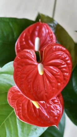 Red Anthurium Andraeanum | Flamingo Flower 7 Red Anthurium Andraeanum | Flamingo Flower -Plant Sale Store 98bb8d ae931e41e8b74006b64de062d22a5640 mv2 f2cceeaa b3e1 4397 924f 6d155b7dfd5f