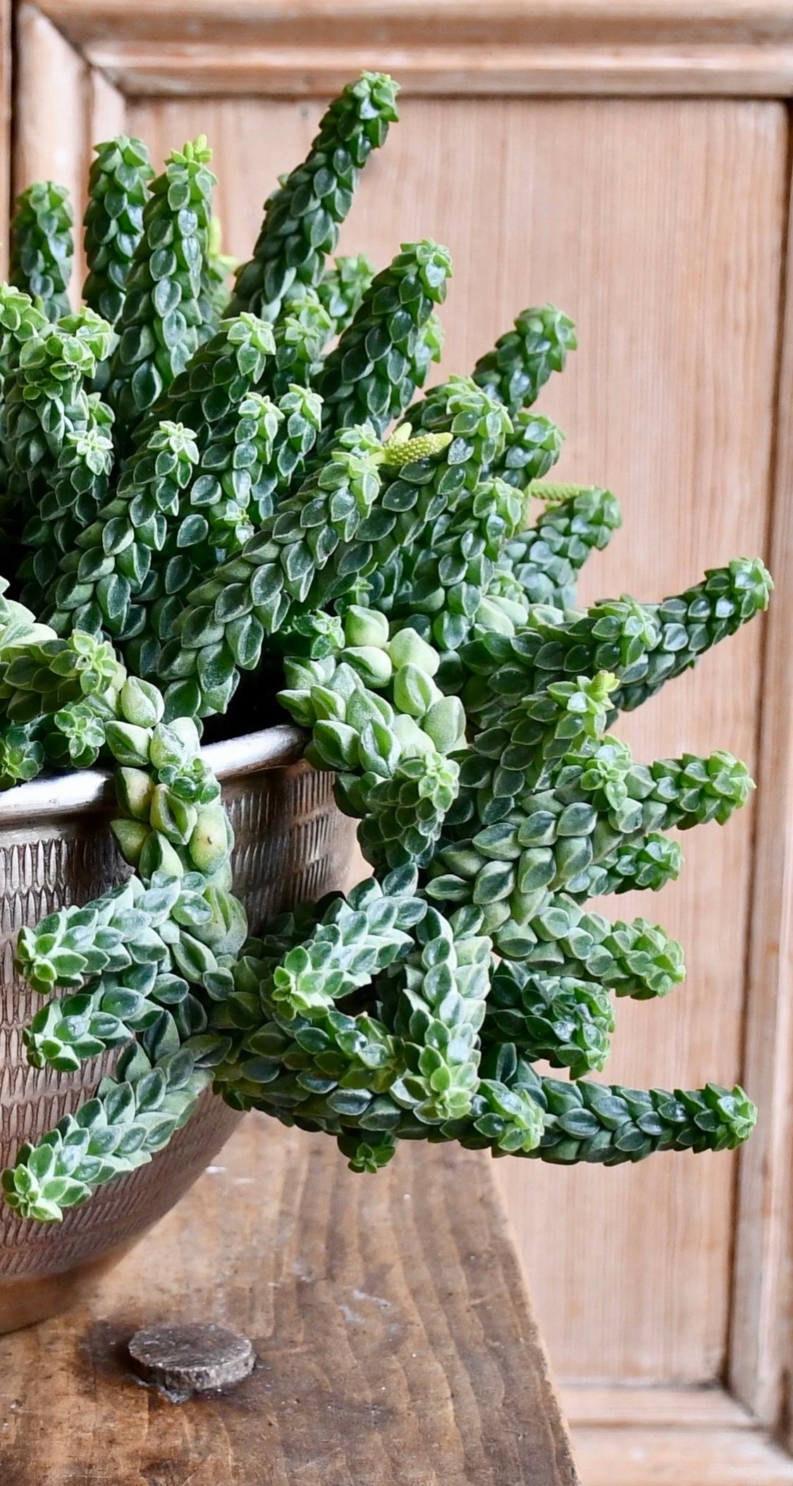 Peperomia Columella 2 Peperomia Columella - Image 2