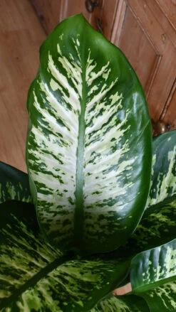 Dieffenbachia Tropic Snow (Dumb Cane) -Plant Sale Store 98bb8d aedddf71339a4c7e8889c04f4b4a43de mv2