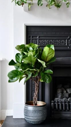 Fiddle Leaf Fig Tree (Plaited Stem & Tembesi Pot) -Plant Sale Store 98bb8d af28f4fa4724469d89a0a7ef78e02bf7 mv2