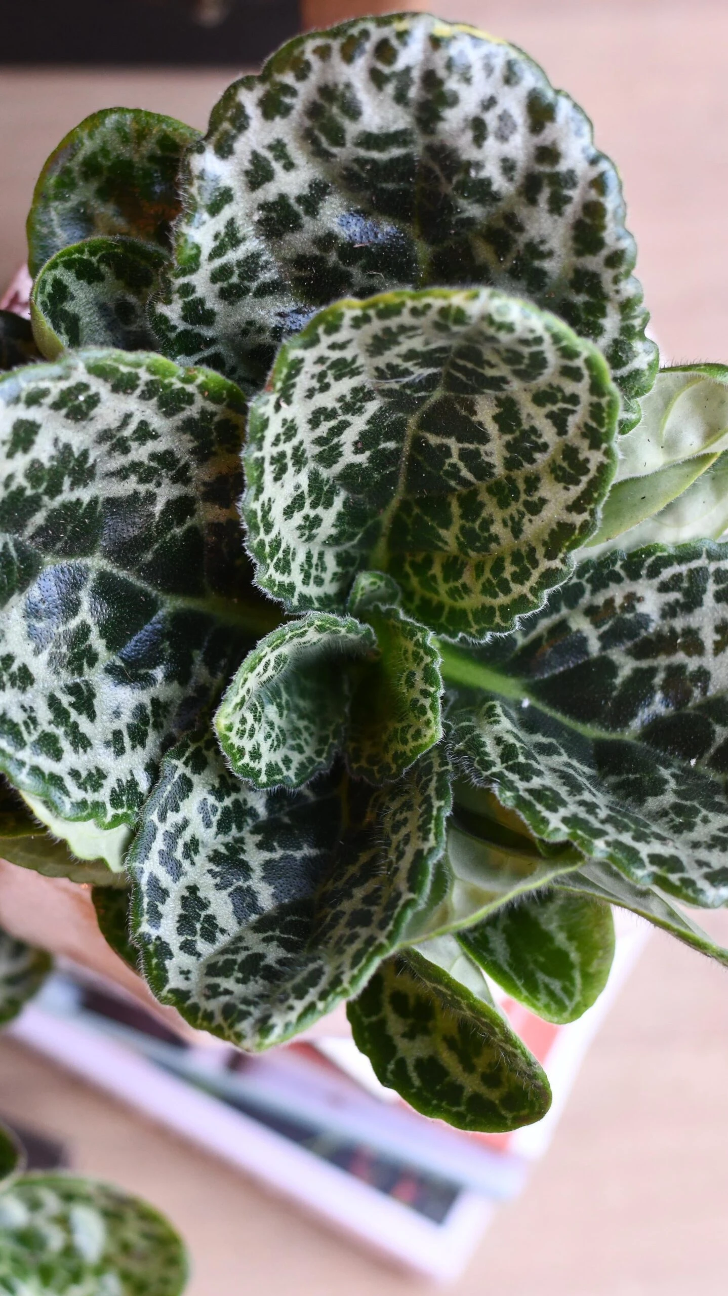 Streptocarpus Pretty Turtle 2 Streptocarpus Pretty Turtle - Image 2