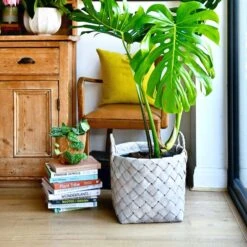 Grey Natural Basket Planter 36cm -Plant Sale Store 98bb8d b1364539e36f435284a3d3f739158c78 mv2