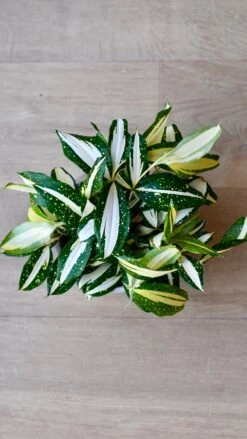 Dracaena Surculosa 'Milky Way' -Plant Sale Store 98bb8d b143d341b7b04aecbf915b6bdba65a60 mv2