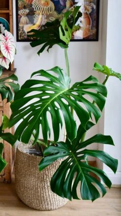 XXL Monstera Deliciosa - Elegant Stem Form -Plant Sale Store 98bb8d b162c167eea14f5092da4bb38ce8b1b2 mv2