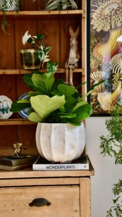 Bonsai Fig Tree ‘Ficus Lyrata' -Plant Sale Store 98bb8d b1dcc19a8c1d4145a8cda39847fc38da mv2