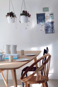 Scindapsus Pictus & Hanging Basket -Plant Sale Store 98bb8d b2198667ac244ac4ae70d9c3b7e1f4b6 mv2 773cda83 a037 4c28 bf66 263bcf1291ad