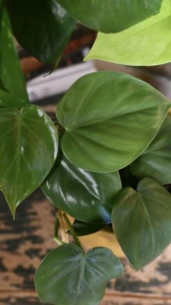 Easy Care Collection -Plant Sale Store 98bb8d b262f97cbd5f4245af8faf2eb84748f5 mv2