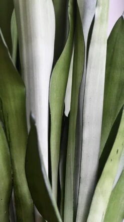 Sansevieria Trifasciata 'Moonshine' *Rare* 7 Sansevieria Trifasciata 'Moonshine' *Rare* -Plant Sale Store 98bb8d b27f1420a378475493849b2e0b988c42 mv2