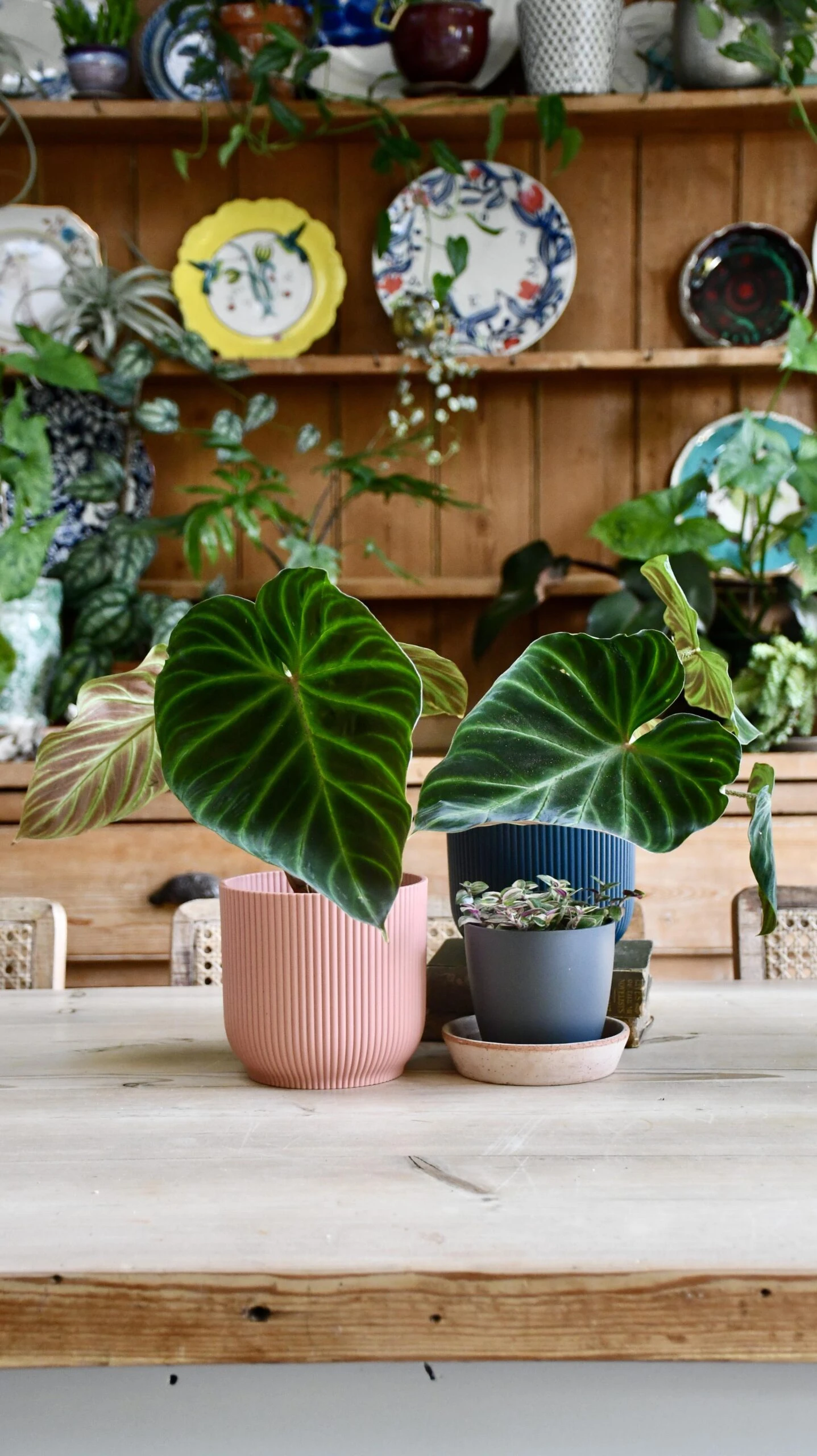 Philodendron Verrucosum 2 Philodendron Verrucosum - Image 2