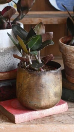 Black Velvet Jewel Orchid *rare* (Ludisia Discolor Black Velvet) -Plant Sale Store 98bb8d b33773d10fe84e4fa5dc6f99ff449346 mv2