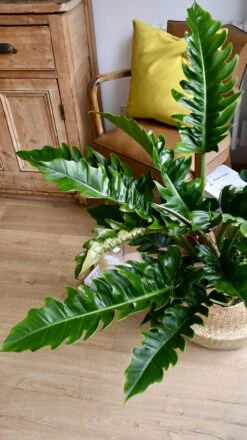 Philodendron Narrow | Tiger Tooth Plant -Plant Sale Store 98bb8d b408788ff7b9461e83369bd0f40339e6 mv2