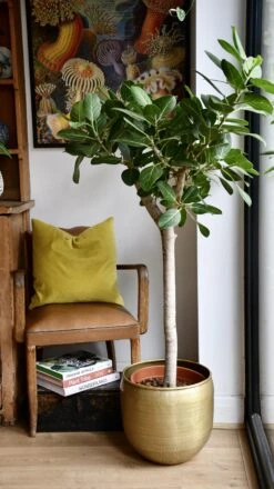 Ficus Benghalensis Audrey (Bengal Fig)